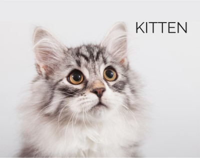 Kitten